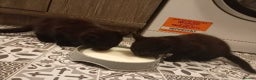 British Longhair cats for sale: Two beautiful kittens for sale  - Advert 3