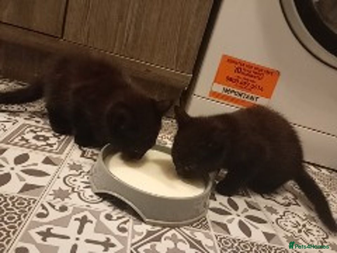 British Longhair cats for sale: Two beautiful kittens for sale  - Advert 3