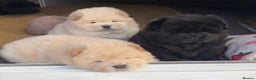 Chow Chow dogs for sale: Four Luxury Female ChowChows🐾 - Advert 7