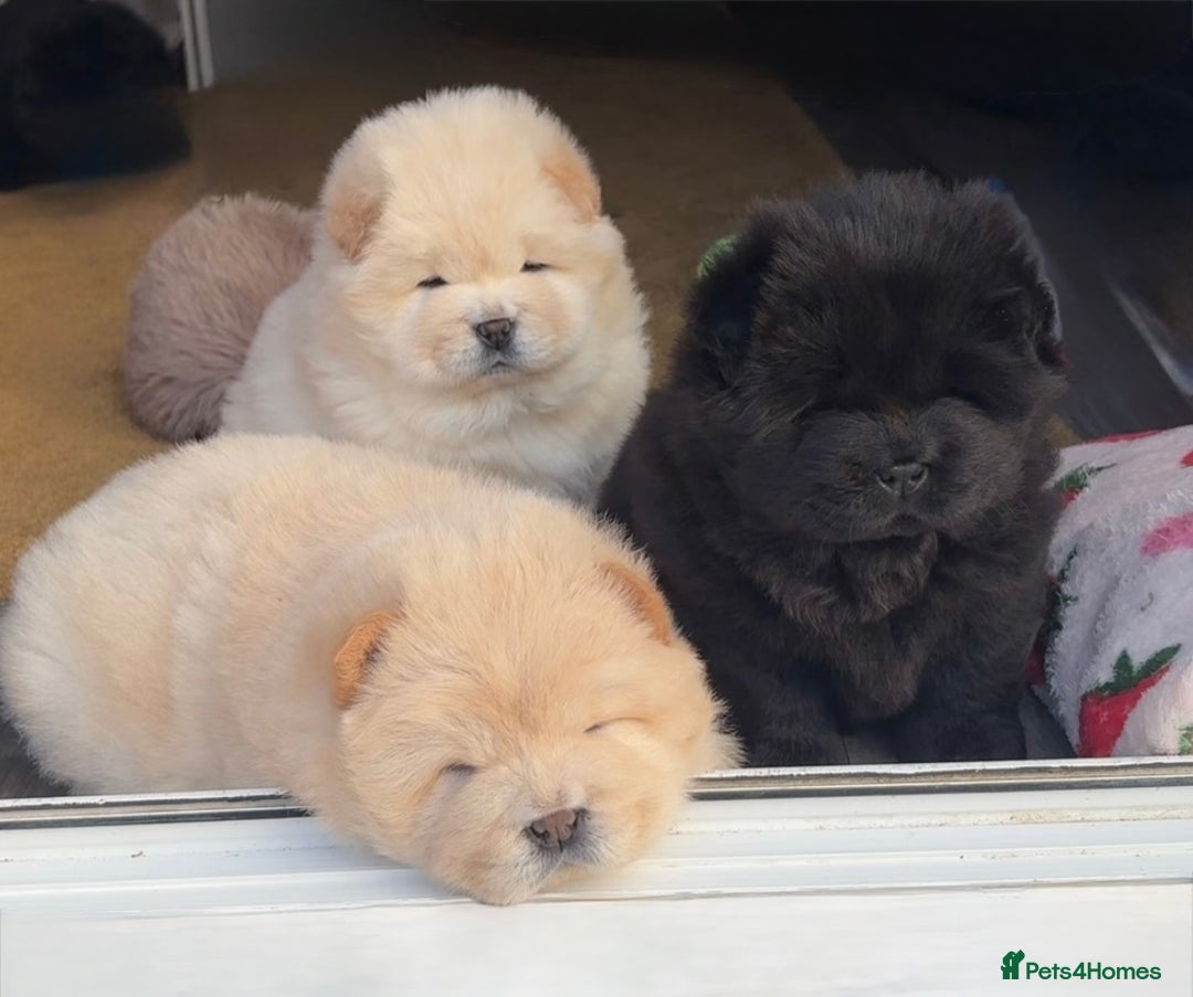 Chow Chow dogs for sale: Four Luxury Female ChowChows🐾 - Advert 7