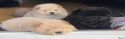 Chow Chow dogs for sale: Four Luxury Female ChowChows🐾 - Advert 7