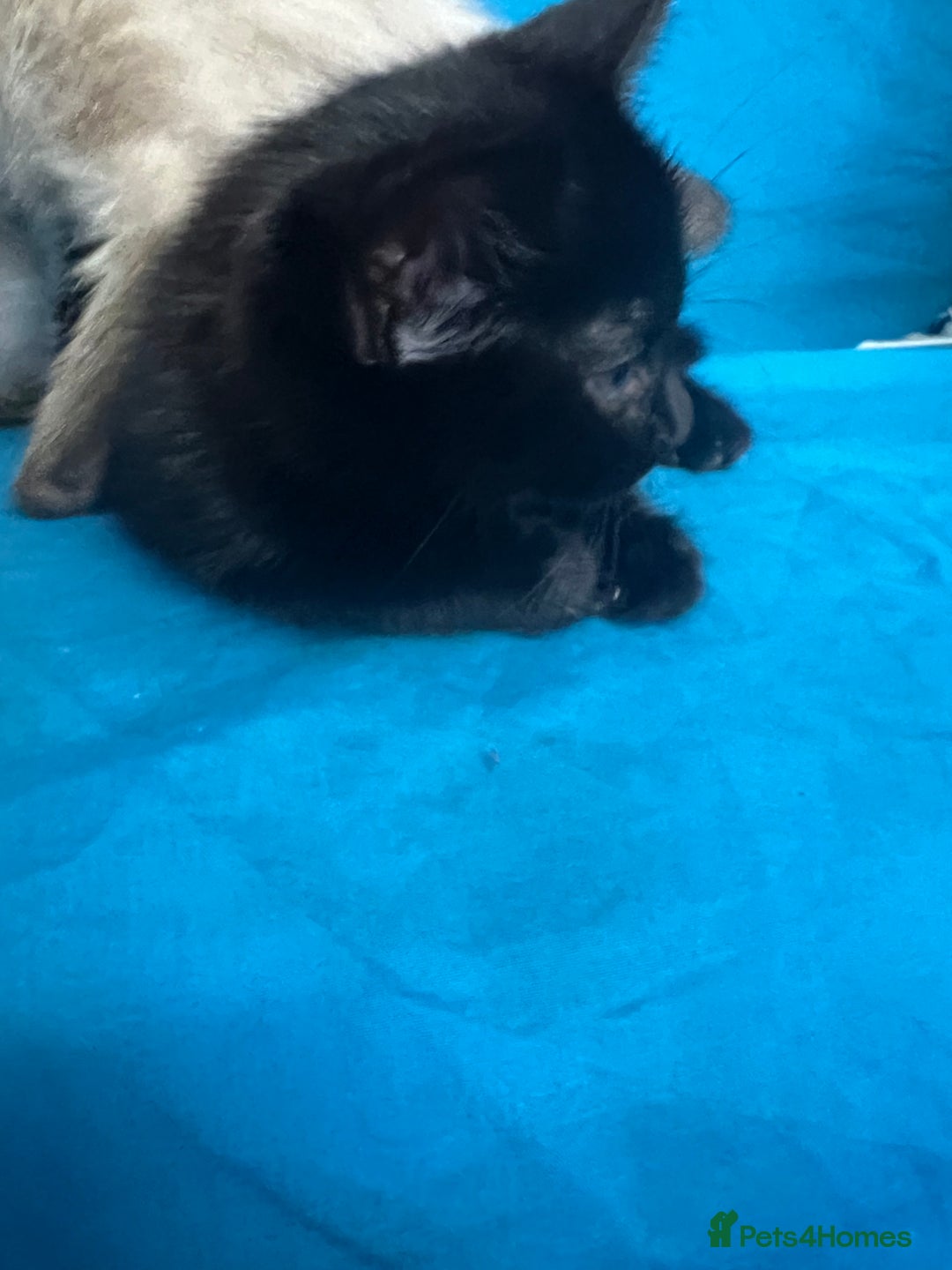 British Shorthair cats for sale: British Short Hair, Rugdoll and mixed breed  - Image 2