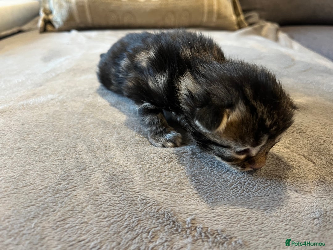 Mixed Breed cats for sale: Maine Coon Mix  - Advert 12