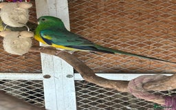 Parakeets birds for sale: Red rump parakeets  - Image 3