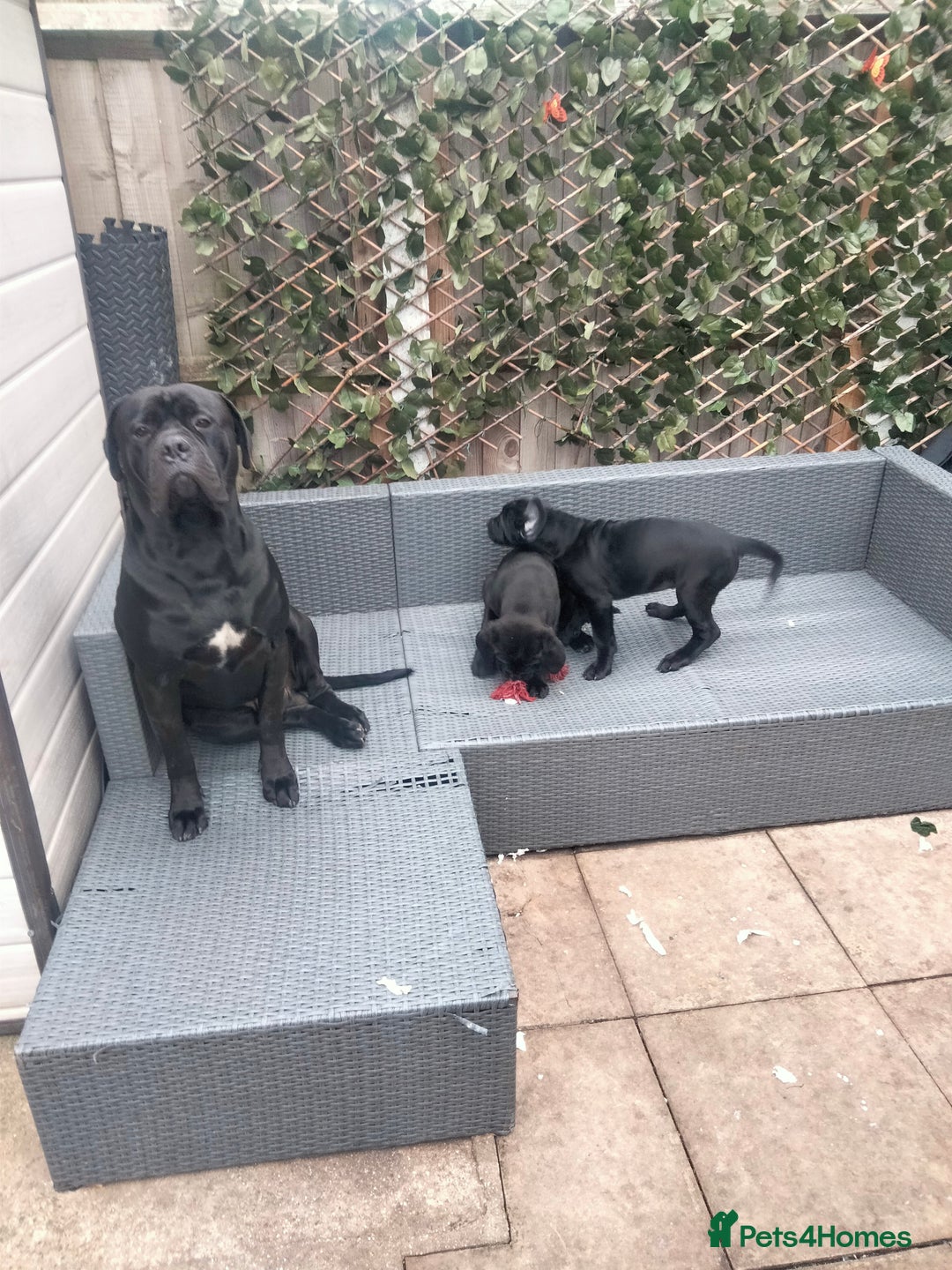 Cane Corso dogs for sale: Cane Corso XL Boy 22/12/2025 - Advert 24