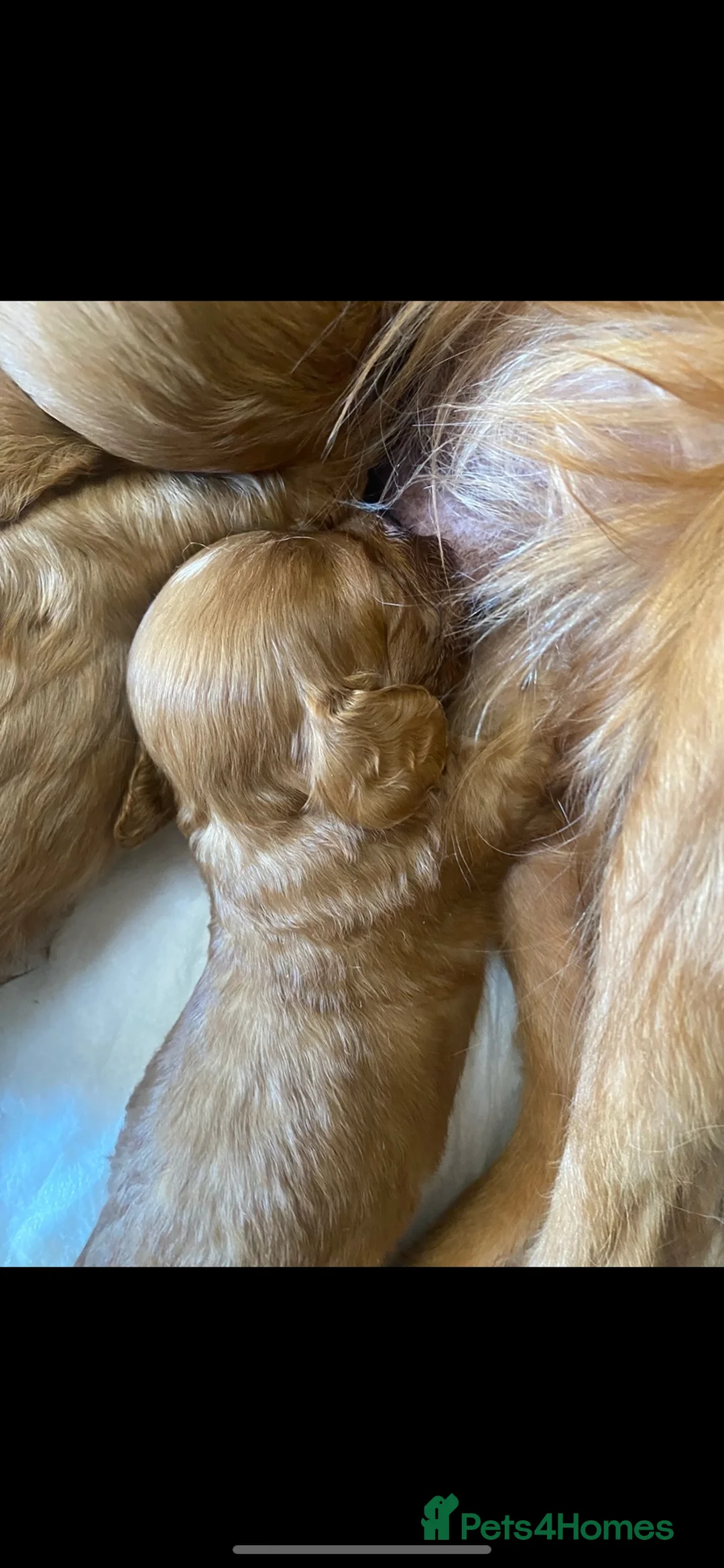 Cavapoo dogs for sale: Red Cavapoo babies - Advert 6