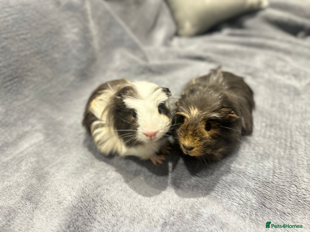 Guinea Pig rodents for sale:  Female Guinea pigs - Advert 9