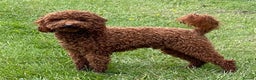 Toy Poodle dogs for stud: Fabulous Red Toy Poodle at Stud . in Driffield - Advert 1