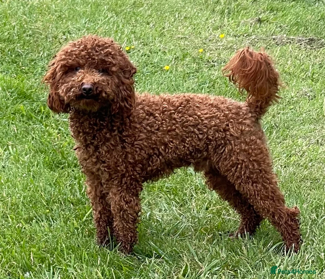 Toy Poodle dogs for stud: Fabulous Red Toy Poodle at Stud . in Driffield - Advert 1
