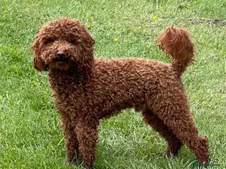 Toy Poodle dogs Fabulous Red Toy Poodle at Stud . in Driffield - Advert 15