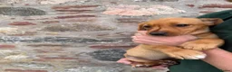 Labrador Retriever dogs for sale: *Ready Now* Labrador Puppies For Sale  - Advert 5