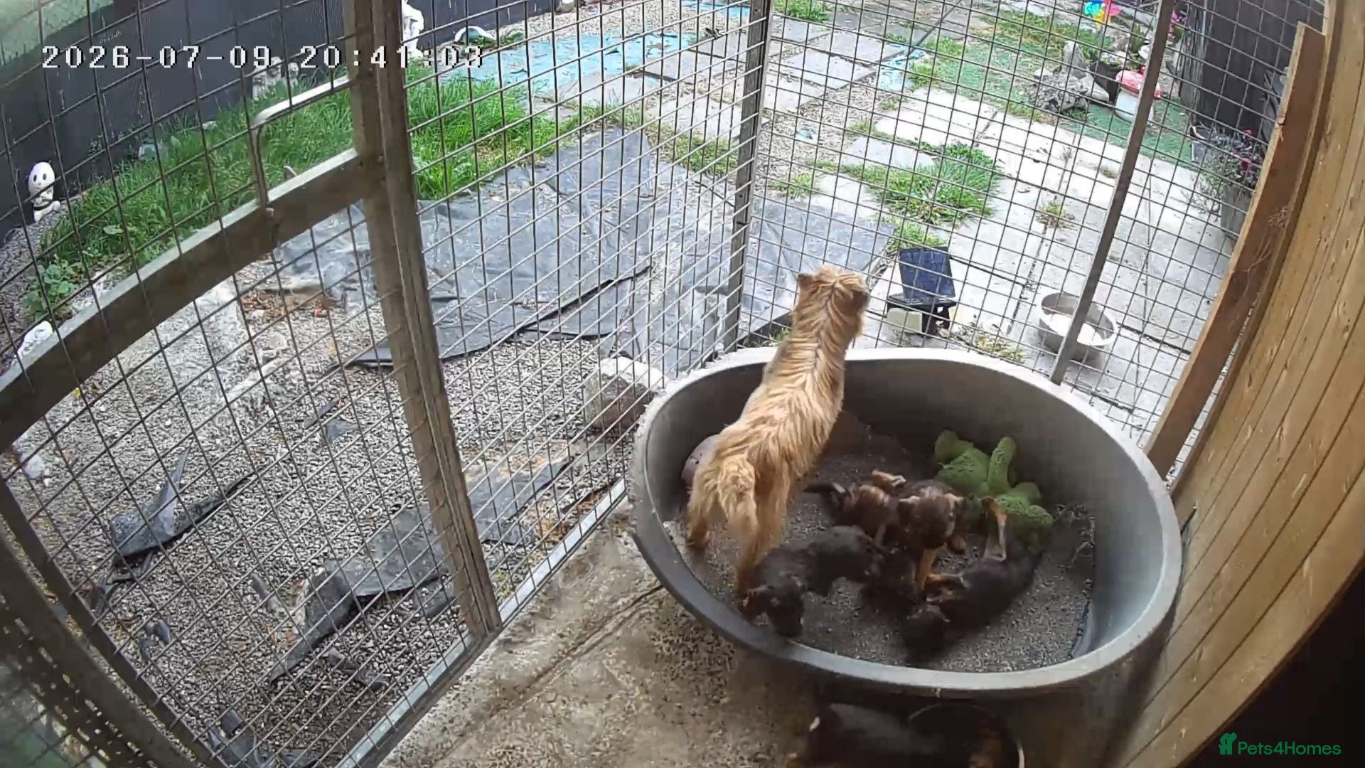 Border Terrier dogs Cracking litter of boarder terrier  - Advert 4