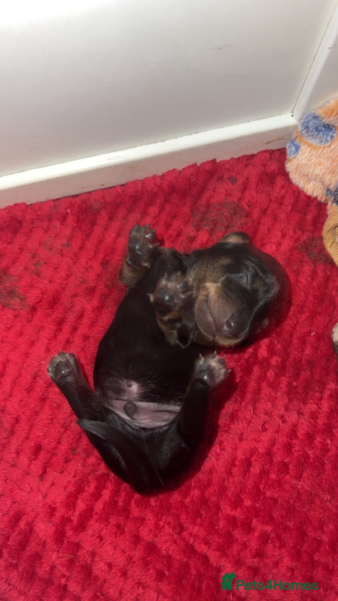 Dachshund dogs for sale: 5 beautiful daschund’s for sale  - Image 9