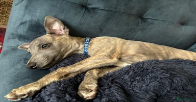 Whippet dogs - Advert 4