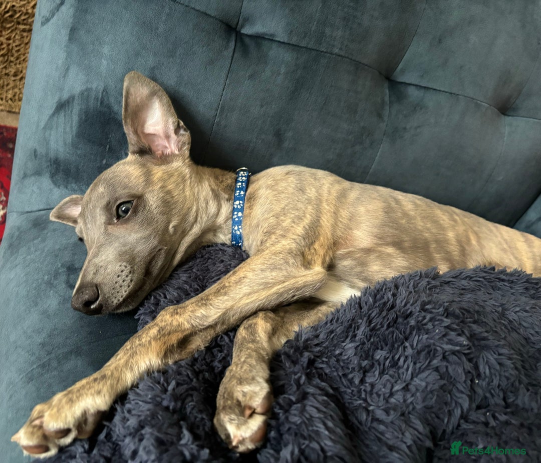 Whippet dogs for sale: Loving Brindle KC Reg Whippet boy - Image 2