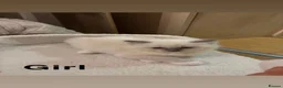 Ragdoll cats for sale: 🐾 Beautiful Ragdoll Kittens 🐾 - Advert 4