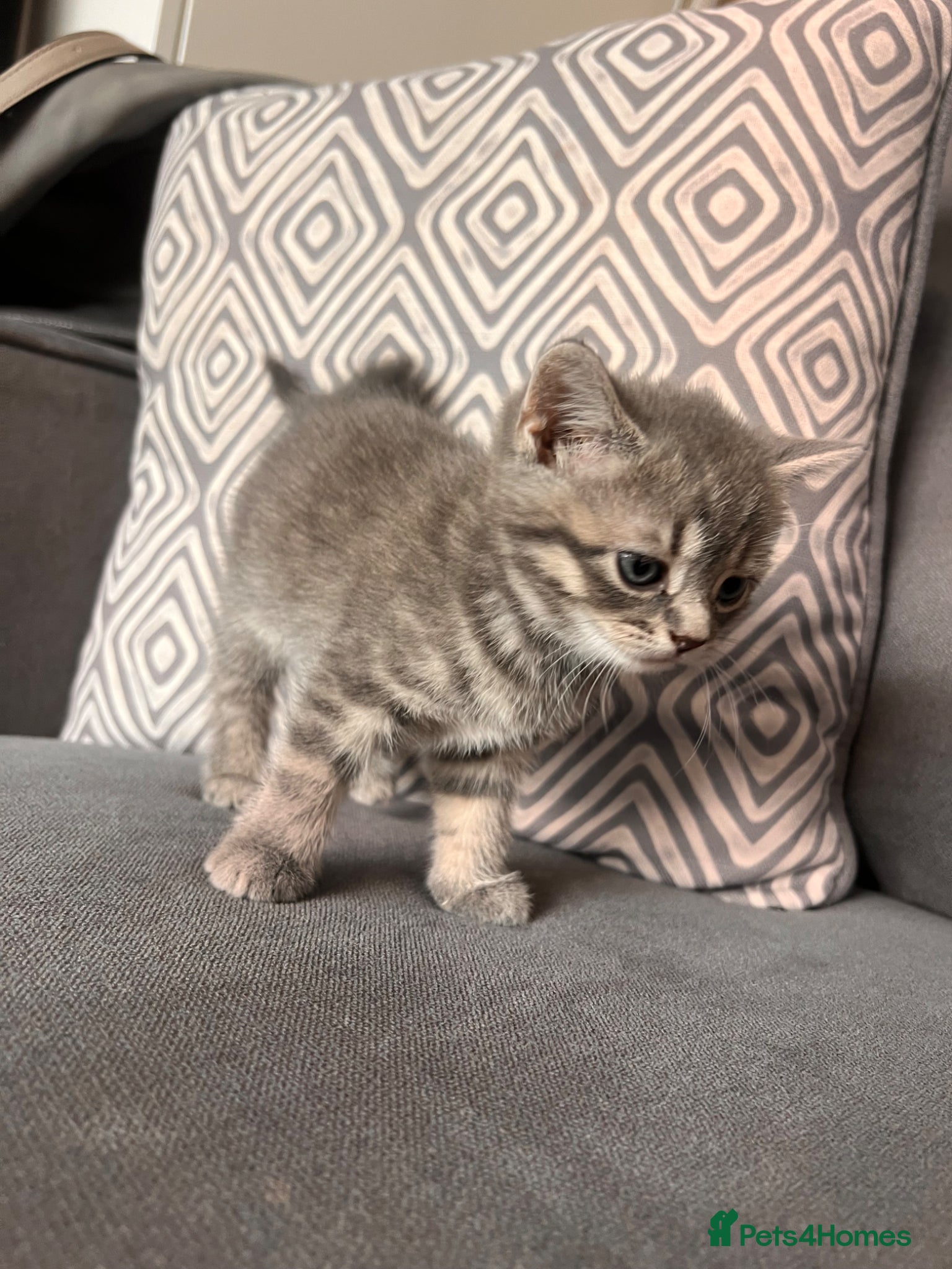 Scottish Fold cats for sale: Scottish and brittish kittens in Wigston - Advert 14