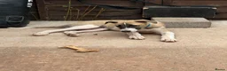 Lurcher dogs for sale: Lurcher puppy - Advert 4