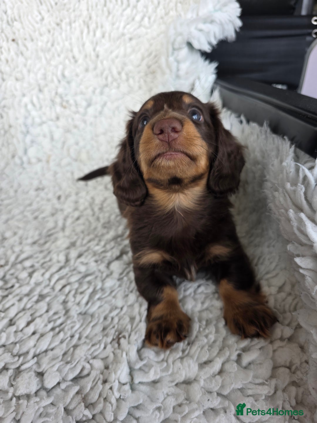 Miniature Dachshund dogs for sale: Stunning miniature longhaired Dachshund pups - Advert 5