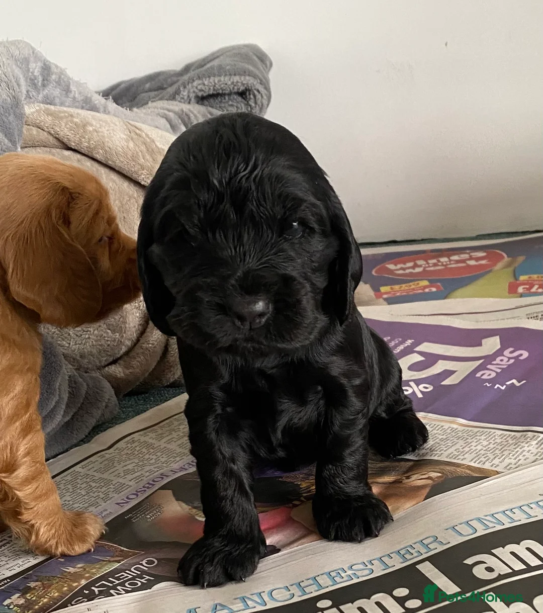Cocker Spaniel dogs for sale: Cocker Spaniel Show Type Puppies  - Advert 11