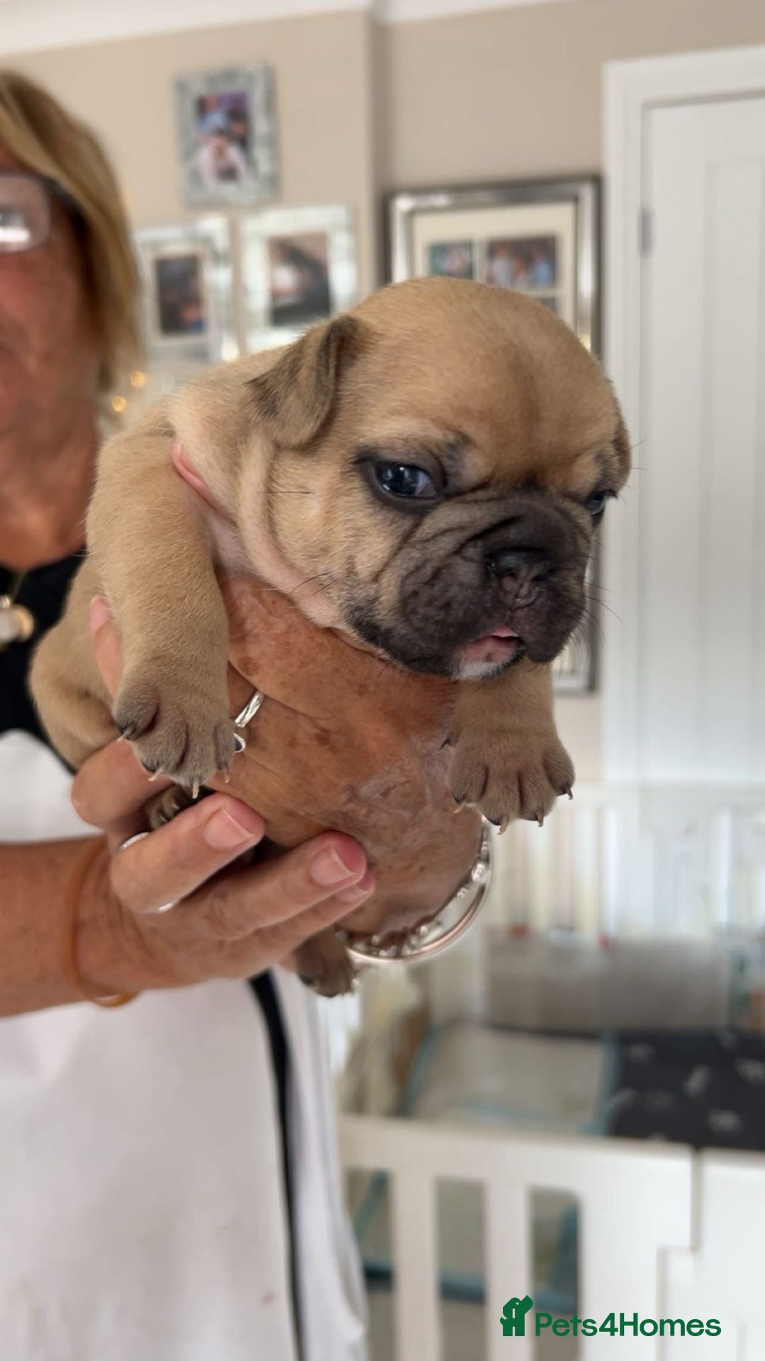French Bulldog dogs for sale: French Bulldog puppies - Image 22
