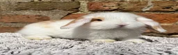 Mini Lop rabbits for sale: Stunning mini lops  - Advert 5