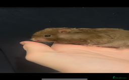 Hamster rodents for sale: free syrian hamsters - Advert 1