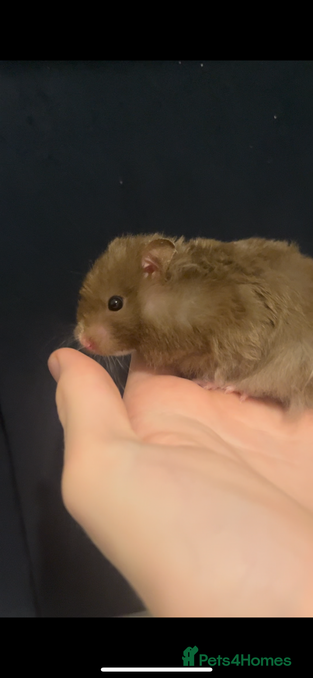 Hamster rodents for sale: free syrian hamsters - Advert 1