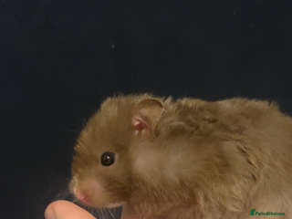 Hamster rodents for sale: free syrian hamsters - Advert 1