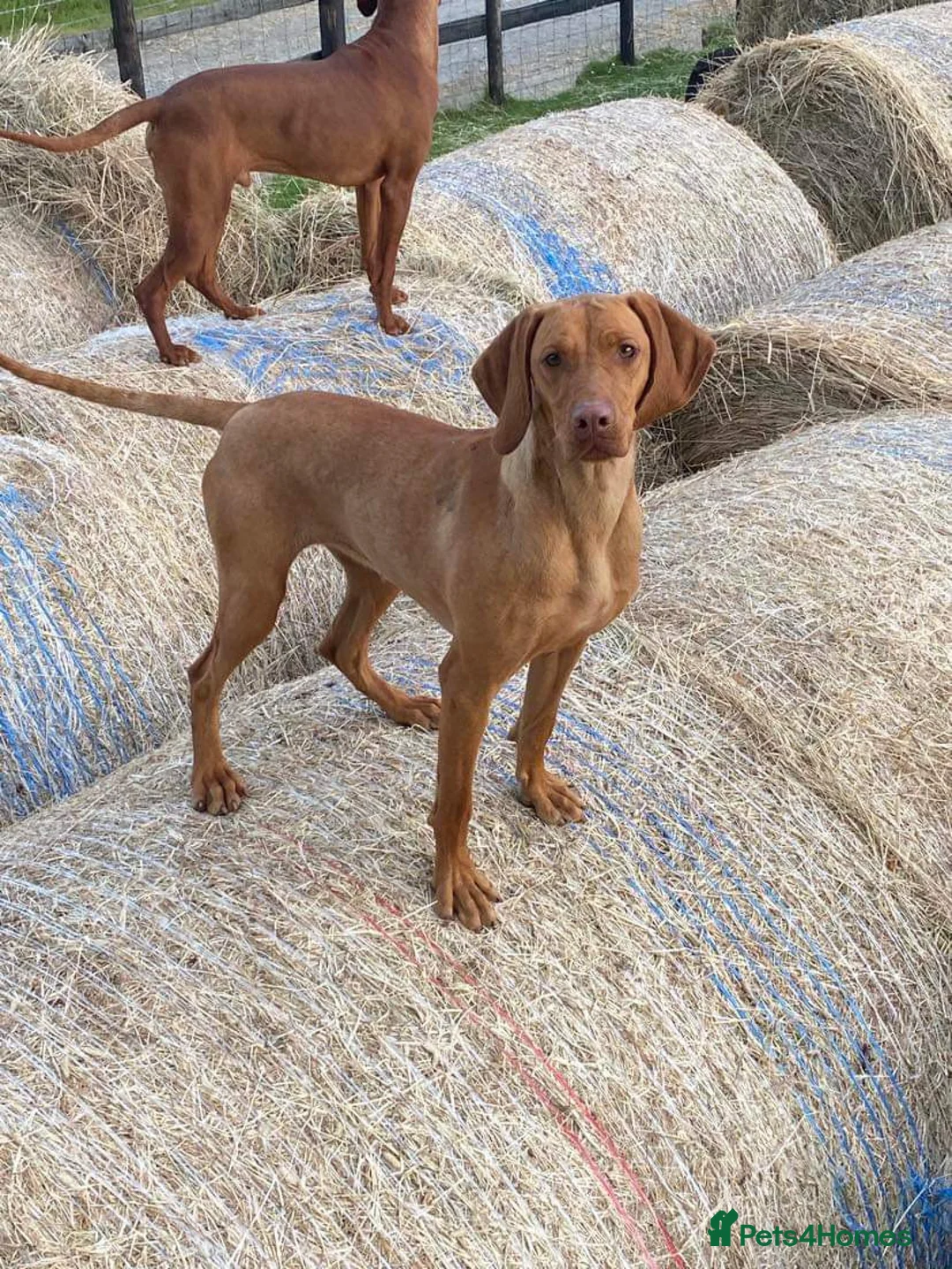 Hungarian Vizsla dogs for sale: 5 year old vizsla girl  - Advert 2