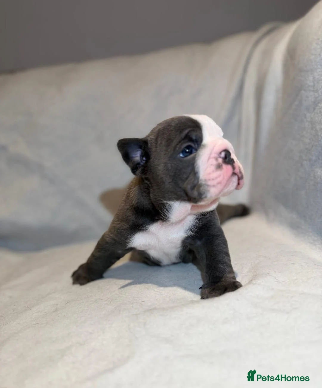 English Bulldog dogs for sale: Adorable English Bulldog Puppies - Advert 2