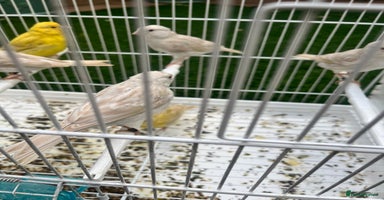 Finches birds - Advert 12
