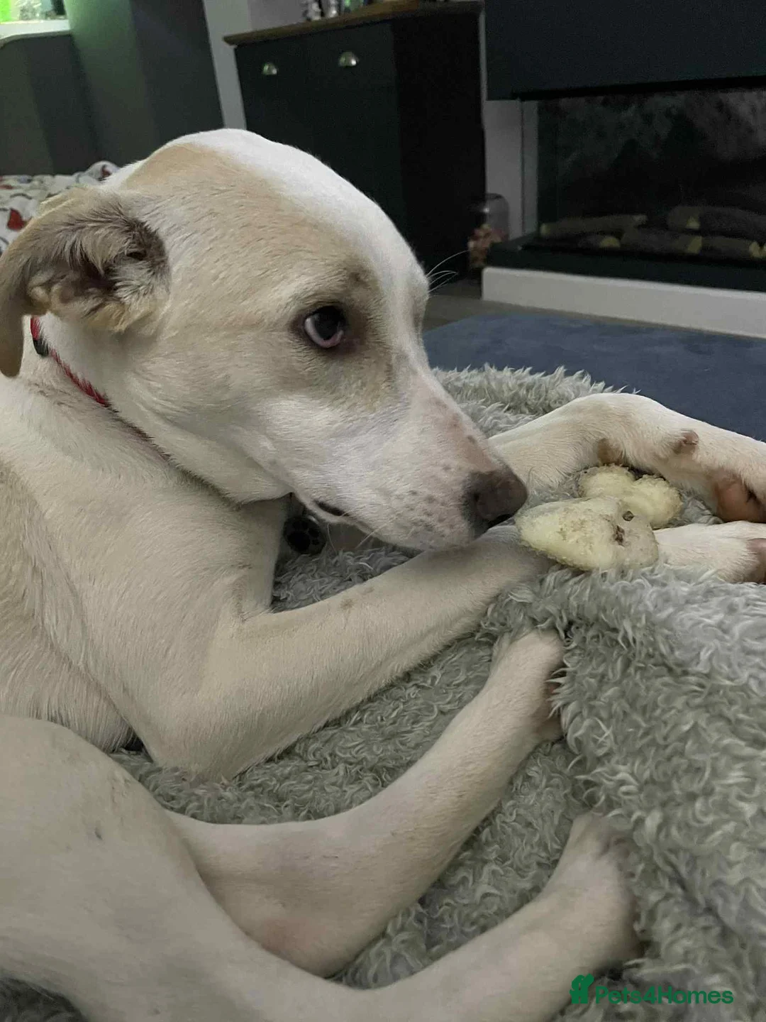 Mixed Breed dogs for adoption: Miss Archer is looking for her forever home  - Advert 5