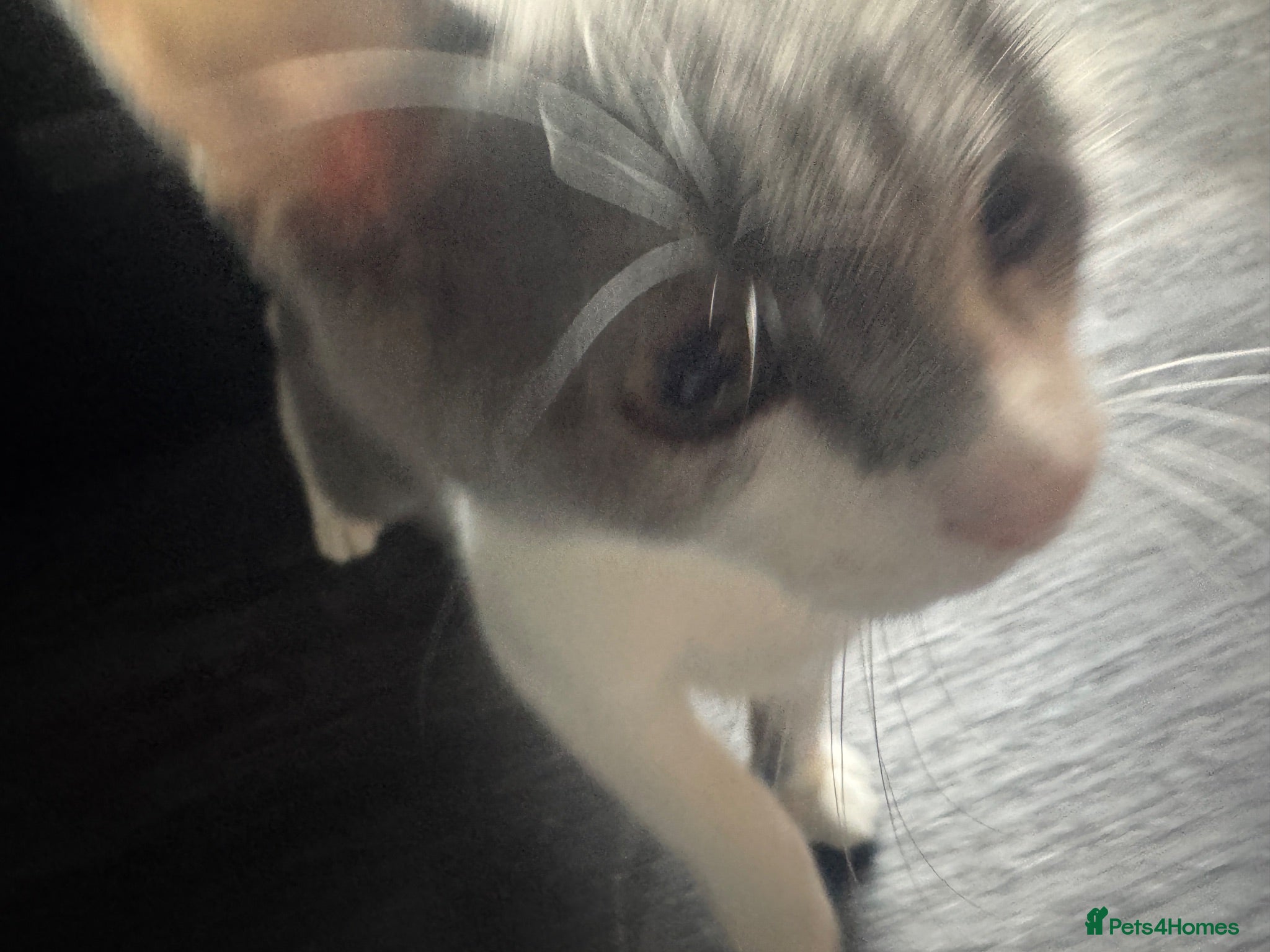 Mixed Breed cats Kitten for sale - Advert 1
