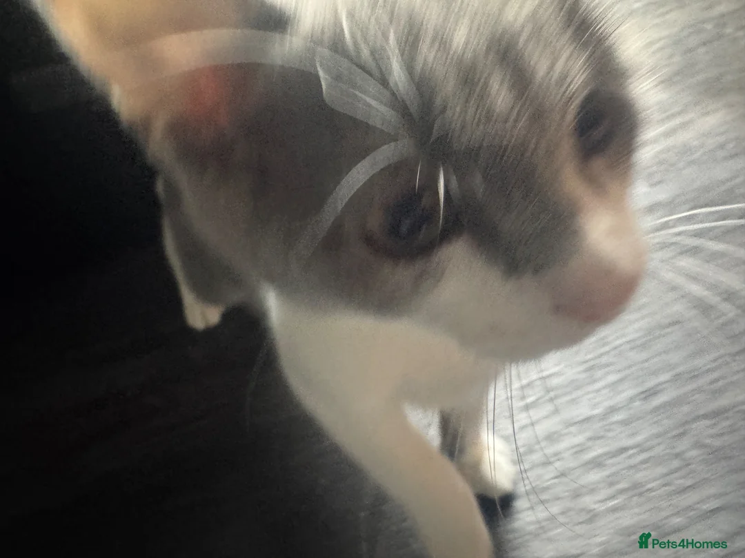 Mixed Breed cats for sale: Kitten for sale in Bradford - Advert 1