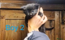 Mixed Breed cats for sale: FREE TO A GOOD HOME! adorable kittens for sale - Image 17