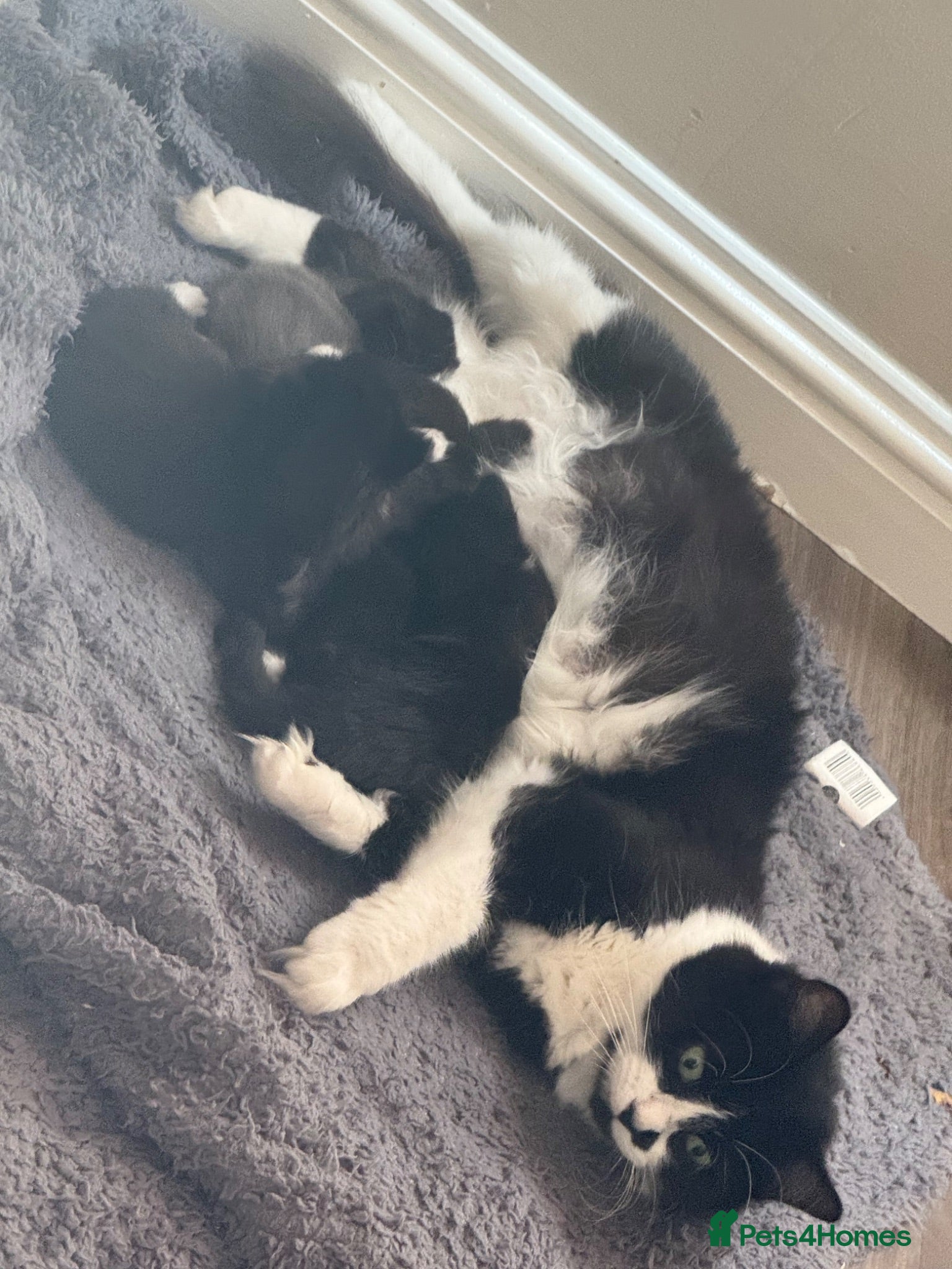 British Shorthair cats A litter of four beautiful kittens.  - Advert 5