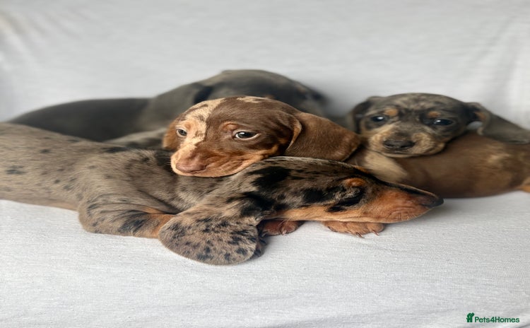 Miniature Dachshund dogs - Advert 1