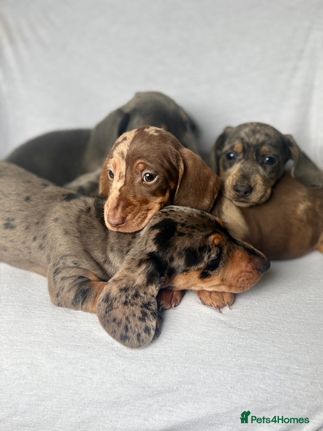 Miniature Dachshund dogs for sale: Beautiful coloured rainbow pups - Image 1
