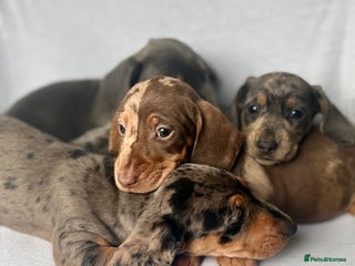 Miniature Dachshund dogs - Advert 11