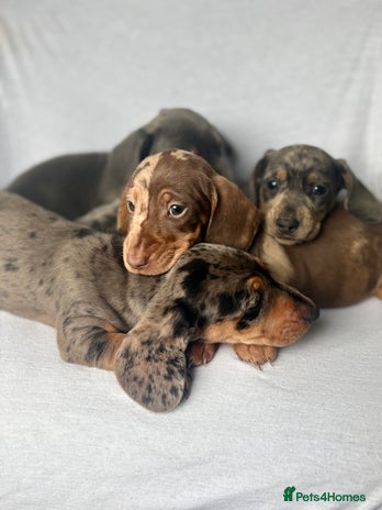 Miniature Dachshund dogs - Advert 11