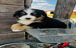 Bernese Mountain Dog dogs for sale: Bernese Mountain Dog Puppies - Image 7