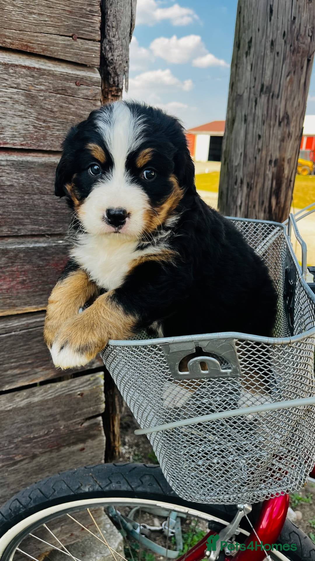 Bernese Mountain Dog dogs for sale: Bernese Mountain Dog Puppies - Image 7