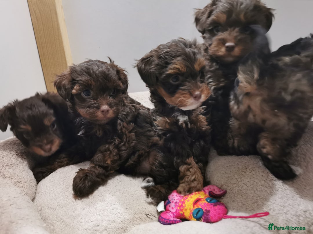 Yorkshire Terrier dogs for sale: Biewer Shizu Tzu cross 1girl 1boy left - Advert 11