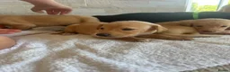 Mixed Breed dogs for sale: Fox red Labrador  - Advert 3
