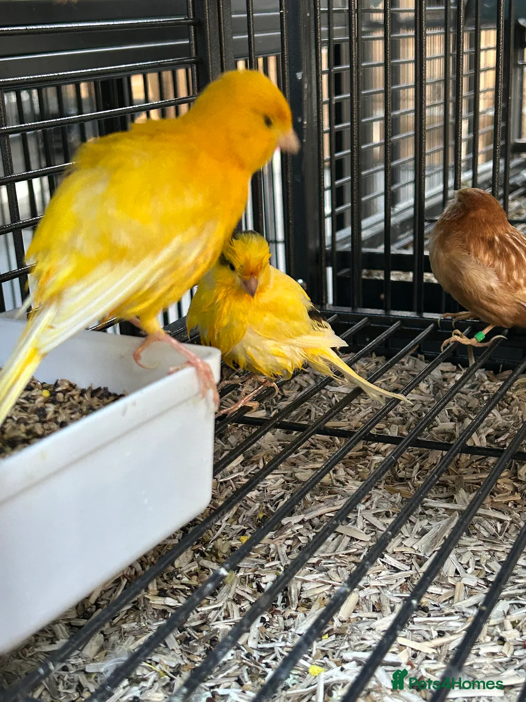Canaries birds for sale: Various Stunning Baby Canaries  - Advert 5