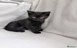 Ragdoll cats for sale: Black male Ragdoll x kitten  - Image 4