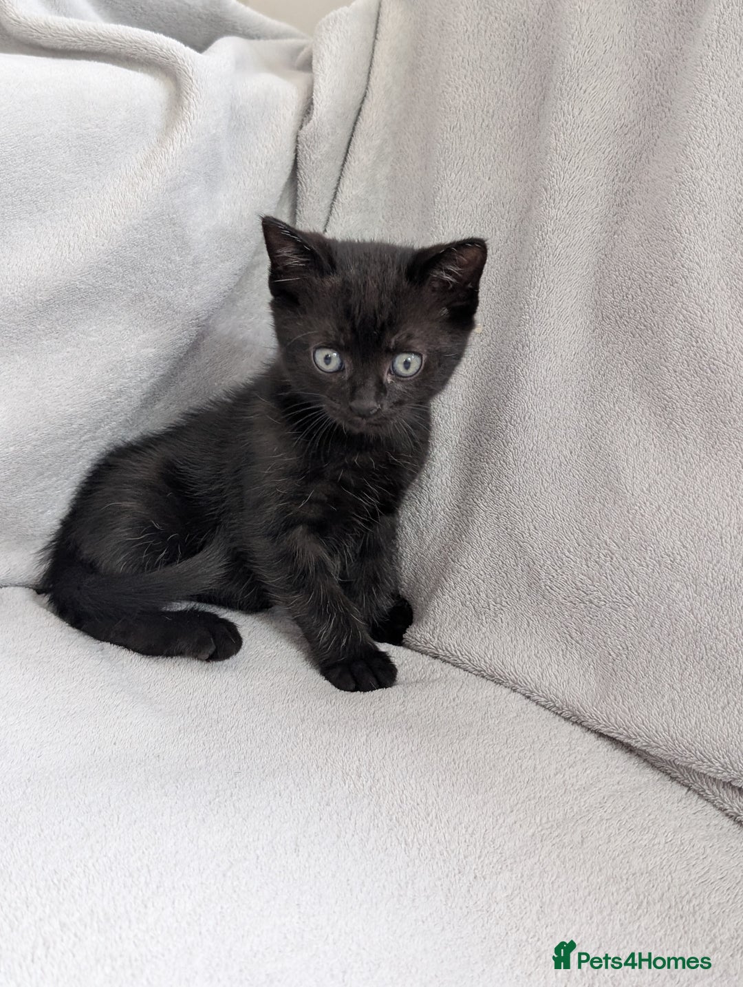 Ragdoll cats for sale: Black male Ragdoll x kitten  - Image 4