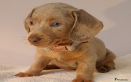Miniature Dachshund dogs for sale:  🌟5StarsLicense+Holistic+KC+VetChecked+PRA Clear+ - Image 27