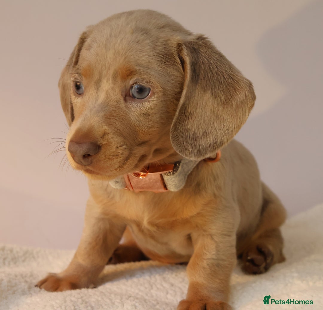 Miniature Dachshund dogs for sale:  🌟5StarsLicense+Holistic+KC+VetChecked+PRA Clear+ - Image 27